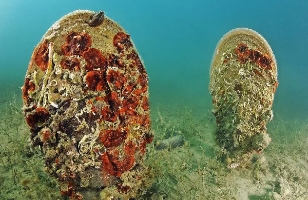Med školjkami je ena  največjih veliki  leščur (Pinna nobilis), ki 
lahko zraste v dolžino (oziroma v višino) več kot meter.   