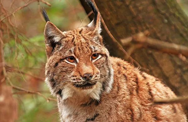 Risi z različnih območij po Evropi se razlikujejo v tem, koliko živali 
uplenijo v določenem času, v Sloveniji pa je bilo preživetje 
odraslih risov med najvišjimi v Evropi, sta pokazali raziskavi.