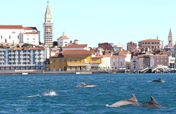 Na  morju pred  Piranom  so  letos  prvič  srečali  več znanih plavuti,  z  
mamami  pa  je  bilo  tudi nekaj mladih delfinov.   