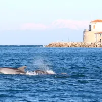 Člani društva  Morigenos  so  posneli  tudi  nekaj  podpisnih  žvižgov, 
lastnoročnih  podpisov  delfinov,  ki  bodo del njihovega  kataloga  
zvočnih  žvižgov.    