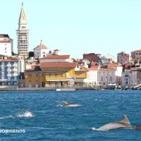 Pred Piranom prvič letos opazili delfine: z Olafom, Neptunom in Srečkom na morju tudi delfinji podmladek (FOTO+VIDEO)