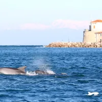 Pred Piranom prvič letos opazili delfine: z Olafom, Neptunom in Srečkom na morju tudi delfinji podmladek (FOTO+VIDEO)
