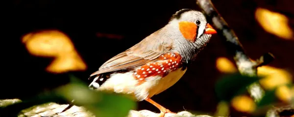 Barvitost narave je lahko navdih. Na fotografiji je zebrica (Taeniopyga guttata).