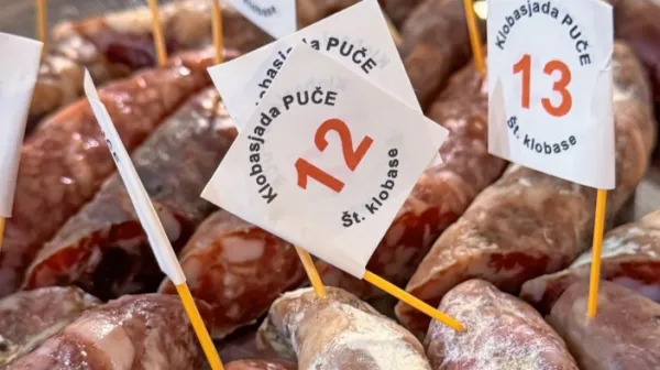 Lani je bilo na Pučah 48 vzorcev v ocenjevanju, koliko jih bo 
nocoj?