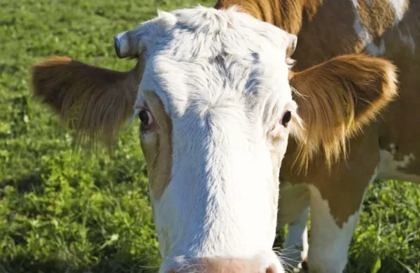 Fotografija je simbolična.