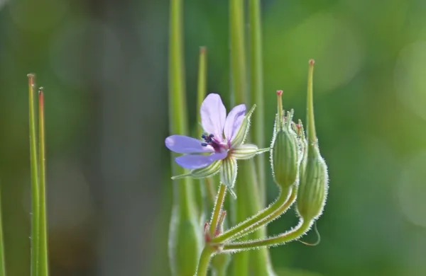 Dolgokljunati čapljevec