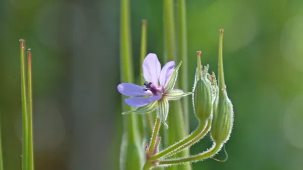 Dolgokljunati čapljevec