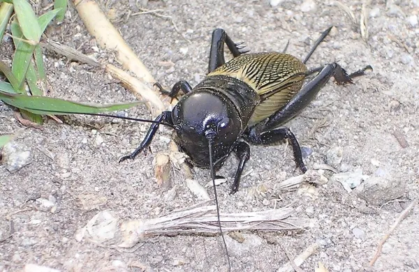 Črički niso zgolj glasbeniki, temveč pravi mojstri osupljivih 
ljubezenskih predstav, razkriva študija, ki sta jo v priznani reviji za 
vedenjsko ekologijo in sociobiologijo objavili raziskovalki Nacionalnega inštituta za biologijo. 
