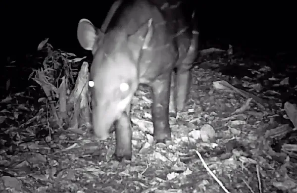Brazilski tapir