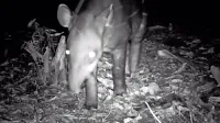 Brazilski tapir