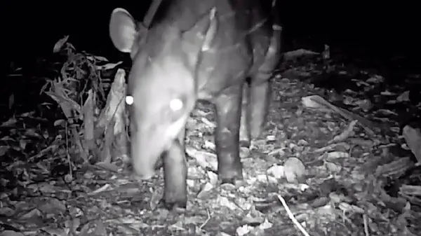 Brazilski tapir