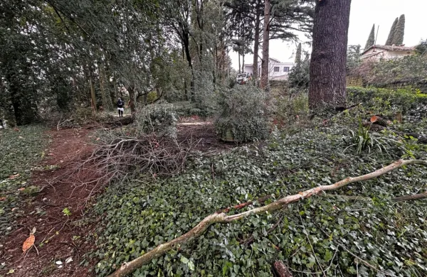 Gosta zasaditev povzroča pomanjkanje svetlobe in posledično 
sušenje vej.  
