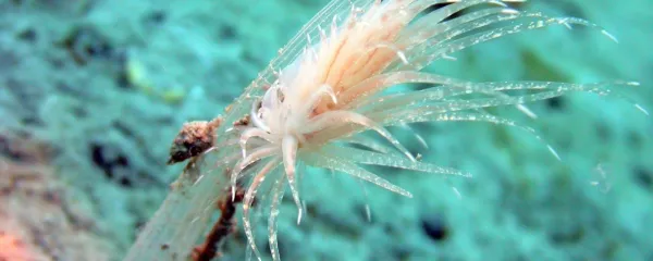 Vrsta Cumanotus beaumonti je hladnoljubni polž gološkrgar, ki se 
pojavlja le pozimi 