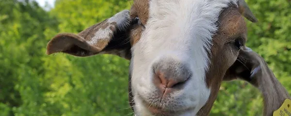 Koza je izbirčna rastlinojedka.