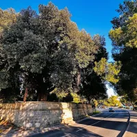 V Okolju Piran pravijo, da bodo  dela v parku Rastelli  izvedli 
strokovno, v skladu z arborističnimi smernicami. 