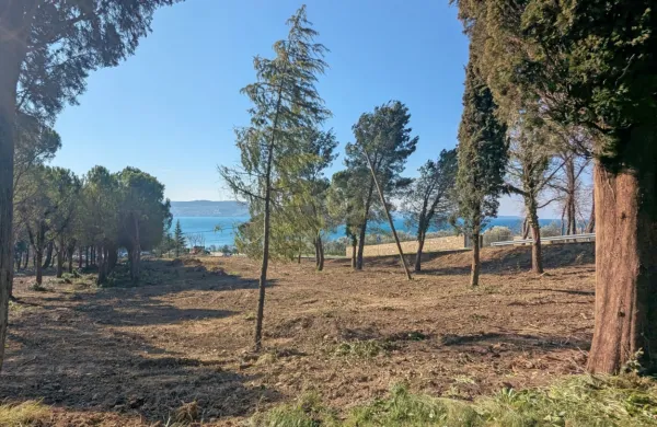 Nad plažo Valdoltra znova vidna drevesa iz nekdanje drevesnice