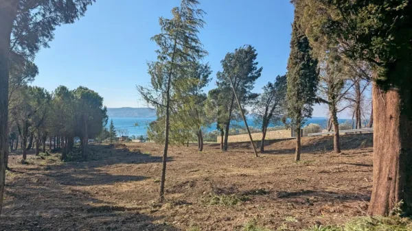 Nad plažo Valdoltra znova vidna drevesa iz nekdanje drevesnice