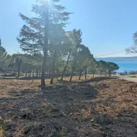 Nad plažo Valdoltra znova vidna drevesa iz nekdanje drevesnice