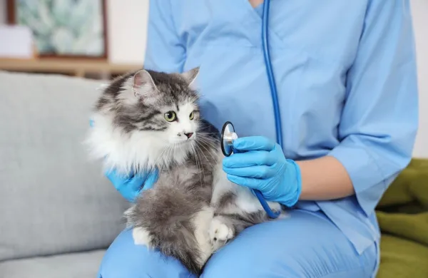 Pri mačkah je sterilizacija oziroma kastracija pred puberteto 
običajna praksa, saj se je izkazala za varno in učinkovito, ne da bi 
vplivala na rast in razvoj mladičev.

