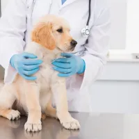 Pri psicah se zmanjša tveganje za pojav tumorjev mlečne žleze, pri 
samcih pa agresivnost in tveganje za bolezni spolnih organov.