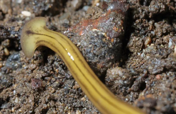 Ploski črvi pri nas niso domorodne živali, a so  vse bolj  pogoste.