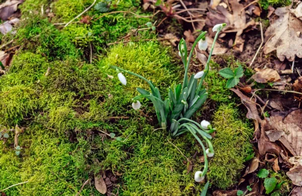 Začela se je meteorološka pomlad. 