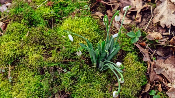 Začela se je meteorološka pomlad. 
