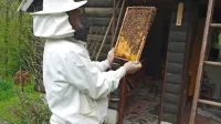 Prejemnik številnih priznanj Zdravko Istenič  si skupaj s člani 
čebelarskega društva   prizadeva za prenos znanja na mlade. 