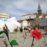 Cvetoči Tartinijev trg navdu&scaron;il obiskovalce (FOTO+VIDEO)