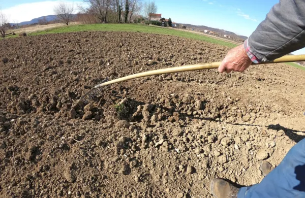 Bruto urna postavka  za opravljeno uro začasnega ali občasnega 
dela v kmetijstvu  ne bo smela biti nižja od 7,34 evra.