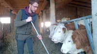 Toni Šircelj se sprašuje, če se mu bo ob novih napadih šakalov sploh 
še splačalo ukvarjati z  govedorejo.