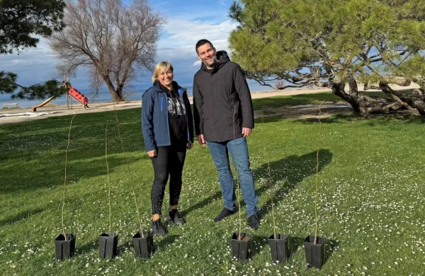 V piranski občini bodo posadili 60 novih lip.