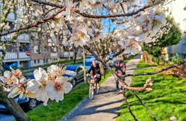 Cvetoča drevesa v središču Nove Gorice  naznanjajo, da je v naše 
kraje še pred koledarskim “začetkom” že prišla pomlad.