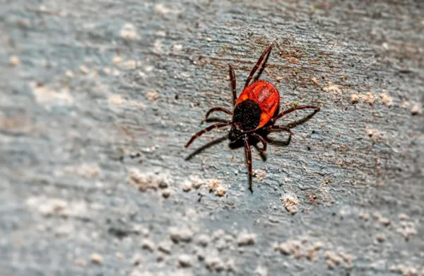   V Sloveniji je med boleznimi, ki jih prenašajo klopi, najpogostejša 
lymska borelioza.