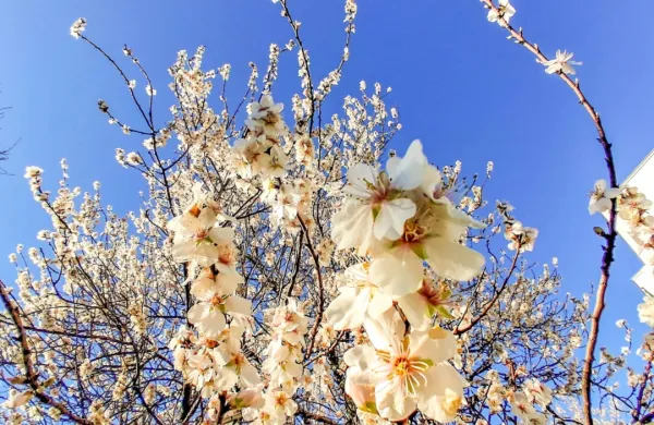 Na Primorskem je drevje že v cvetju