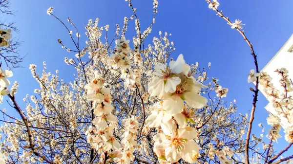 Na Primorskem je drevje že v cvetju