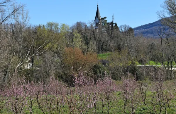 Včerajšnje nizke temperature so zlasti na izpostavljenih legah v 
spodnji Vipavski dolini povzročile pozebo.