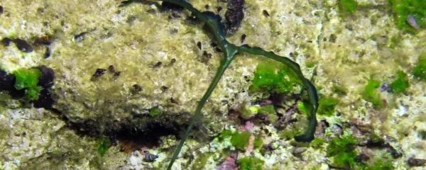 Bonelijo spoznamo po dolgem zelenem in razcepljenem rilcu. 