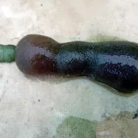 Zvezdaš Maxmuelleria gigas je zelo redka in spregledana vrsta 
zvezdaša v Sredozemskem morju. 