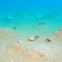 Ponekod zelo pogosti vulkančki so prebivališče vrste Maxmuelleria gigas. 