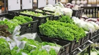 Premalo vlaknin povzroči zapiranje odprtine proti slepiču, ki je 
mesto, kjer rastejo koristne bakterije, in poveča možnost za vnetje 
slepiča.