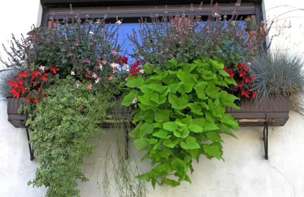 Razgibana zasaditev vključuje ob 
straneh sonca željni, a skromni sinje 
zeleni bilnici -  Festuca glauca 'Elijah 
Blue', ki ostaneta tudi v zimski zasaditvi, sledita ji neprekinjeno cvetoči ter nezahtevni gomoljasti begoniji - Begonia boliviensis 'Santa 
Cruz', okenska stekla zastirata bujno rastoči in bogato cvetoči, grmičasti baziliki - Ocimum  x basilicum 'Magic Blue', z rdečkasto nadahnjenimi, aromatični listi ter zvezdasto cvetoča pisanolistna gavra - 
Gaura lindheimeri 'Gambit Variegata Rose'. Povešavi del zasaditve 
pa s svojo bujnostjo dopolnjujejo 
pisanolistni mesembriantes - Mesembryanthemum cordifolium 'Variegata', nežna, nitasta, kot slap padajoča in skoraj brez listov ruselija 
– Russelia equisetiformis z žarečimi 
koralno rdečimi, v grozdih nanizanimi cevastimi cvetovi ter impozanten povešavi okrasni sladki 
krompir -  Ipomoea batata 'Margarita', s srčastimi, intenzivno rumeno obarvanimi listi.