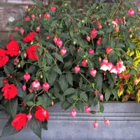 Senčno in polsenčno lego lahko poživimo z vključitvijo sončnih vodenk - Impatiens 'New Guinea Group', fuksije - Fuchsia 
'Alice Hoffman' ter pisanolistne okrasne koprive - Coleus 'Wizard'.