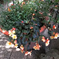 Kljub nežnemu videzu je okrasni mleček - Euphorbia 'Diamond Frost' trdoživa, 
nezahtevna rastlina, z drobnimi, a množičnimi cvetovi, ki si v harmoniji deli prostor 
z gosposko gomoljasto begonijo - Begonia 'Chardonnay', katere kremasti cvetovi so 
podobni vrtnici, njihov dvojni odtenek  pa prispeva k dodatni eleganci.