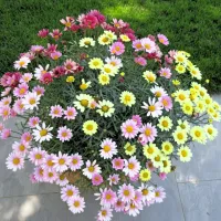 Šopek raznobarvnih grmastih marjetk - Argyranthemum Marguerite 'Daisy', 
poimenovane tudi pariške marjetice, z dišečimi cvetovi privabljajo metulje. 
Dobro prenašajo dež, le odcvetele cvetove je potrebno sproti odstranjevati in 
tako zagotavljati neprekinjeno cvetenje.