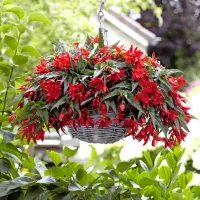 Begonia boliviensis Beauvilia® RED(P) Nekateri jo uvrščajo med najlepše sorte bolivijskih 
begonij. Ima zelo dolgo obdobje cvetenja, od zgodnje pomladi pa vse dokler je mraz ne 
uniči. Prepoznavno jo dela bujna rast, ki se prevesi pod težo temno rdečih zvončastih 
cvetov. Nič neobičajnega ni, če bodo na njej radi posedali metulji in kolibriji. Uspeva na 
sončnih ali delno senčnih legah. Z njimi posadimo viseče košare in jih uporabimo v 
mešanih balkonskih zasaditvah s cvetočimi ali zelenimi strukturnimi rastlinami. Uživali 
boste v raznolikem barvnem spektru cvetov, ki obsega več odtenkov rdeče, bele, rožnate, 
ter celo rumene. Begonije na prosto sadimo šele, ko se nočne temperature ne spustijo pod 
10 °C. Vedno uporabimo Plantella Balkonia, kvaliteten in dobro odceden petkomponentni 
substrat z dodatkom guana, aktivatorji cvetenja, najkakovostnejšimi huminskimi šotami 
in bio rastlinskimi vlakni, da ne bo zastajala voda, koreninski sistem pa se bo dobro 
razraščal. Tako bo manj težav z gnilobo koreninskega vratu. 