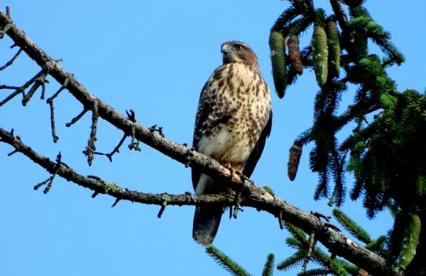 “Prepričanje, da je vmešavanje človeka v uravnavanje populacij 
ujed potrebno, je zmotno in kaže na nepoznavanje ekologije teh 
vrst, njihove vloge v ekosistemu in sodobne naravovarstvene 
problematike,” so prepričani v društvu za opazovanje in proučevanje ptic. Na fotografiji je kanja.
