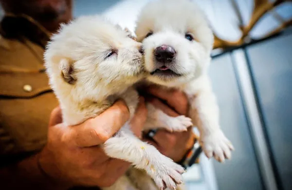 Krvovolk (lat. Aenocyon dirus), ki je zaslovel z Igro prestolov, je 
prednik današnjega navadnega volka, izumrl pa je pred več kot 
10.000 leti. 