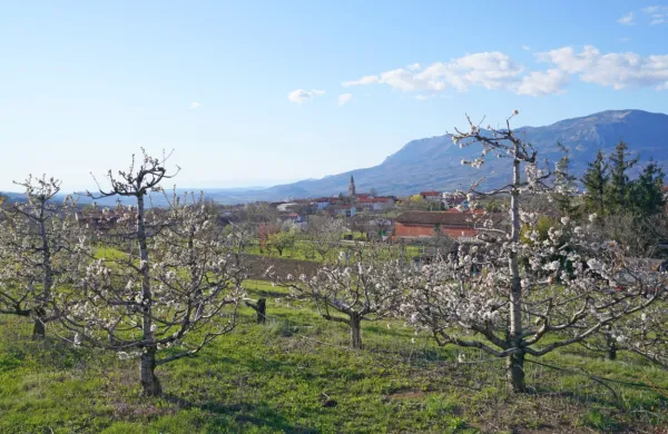 Na Goriškem so temperature tudi včeraj zjutraj  ostale nad ničlo.