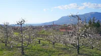 Na Goriškem so temperature tudi včeraj zjutraj  ostale nad ničlo.